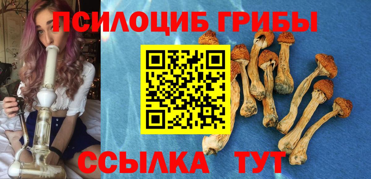 сколько стоит  Вход с VPN  Зерноград  Псилоцибиновые грибы мицелий 